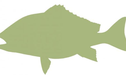 36-INCH RED SNAPPER BLANK, ECONOMICAL