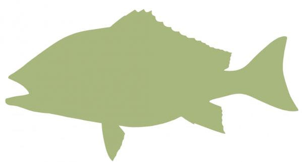 36-INCH RED SNAPPER BLANK, ECONOMICAL