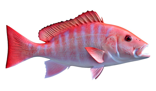 Red Snapper Fish Mounts | King Sailfish Mounts