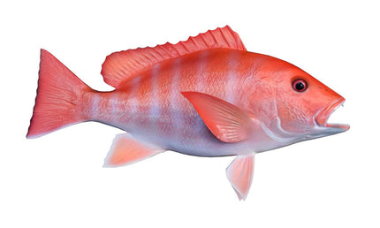 22-INCH RED SNAPPER