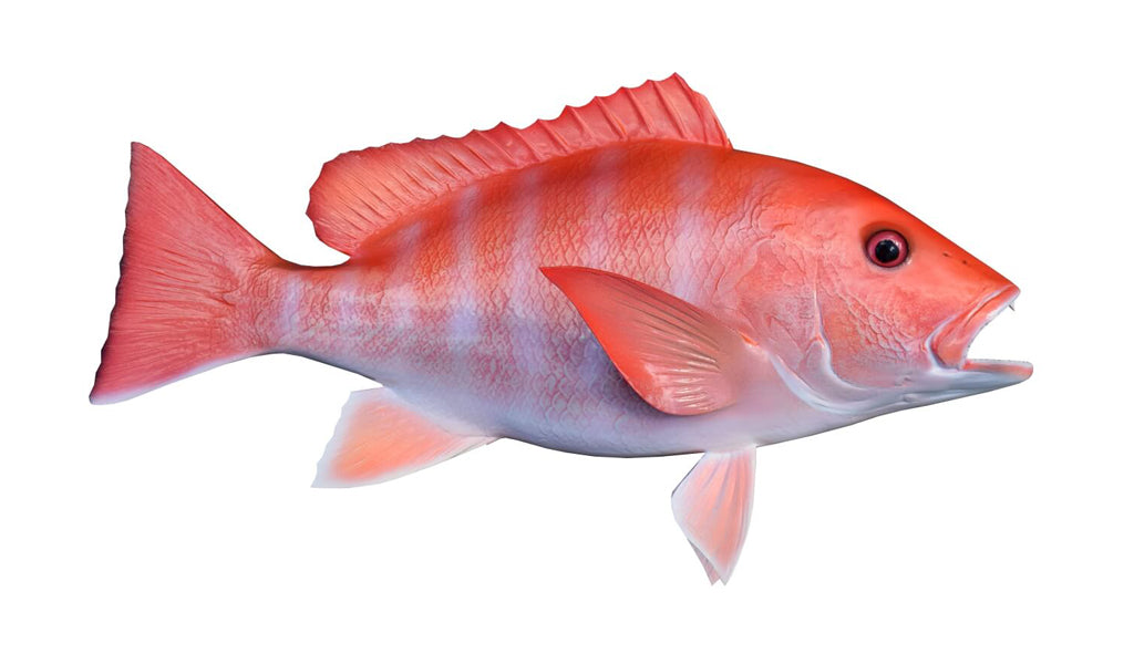 22 Inch Red Snapper 22-Inch Red Snapper Fish Mount | King Sailfish Mounts
