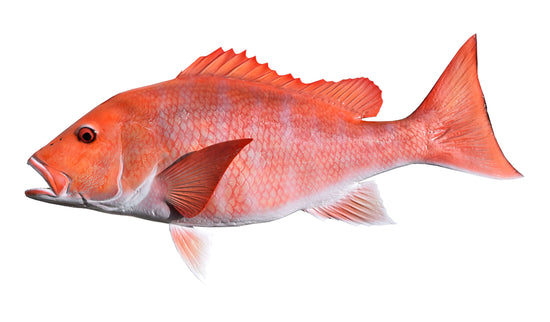 28-INCH RED SNAPPER