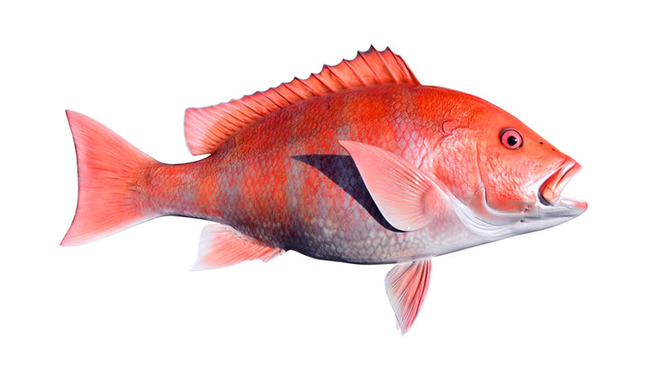 Red Snapper Fish Mounts | King Sailfish Mounts
