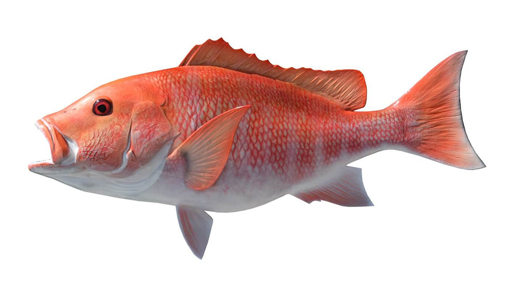 32-Inch Red Snapper Fish Mount | King Sailfish Mounts