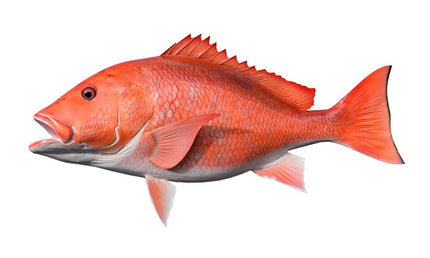36-INCH RED SNAPPER