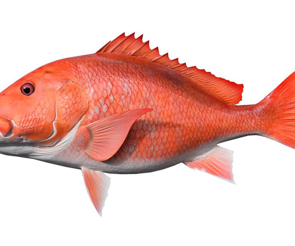 36-Inch Red Snapper Fish Mount