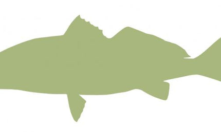 29-INCH REDFISH BLANK, ECONOMICAL