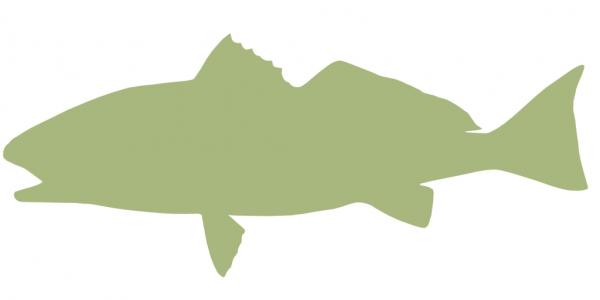 29-INCH REDFISH BLANK, ECONOMICAL