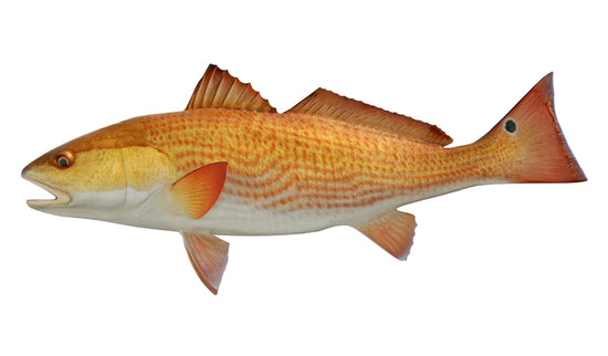 29 Inch Redfish Redfish Fish Mounts | King Sailfish Mounts