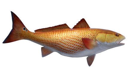 29-INCH REDFISH