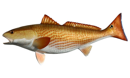 32-INCH REDFISH