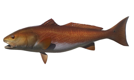 34-INCH REDFISH