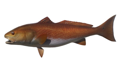 34-INCH REDFISH