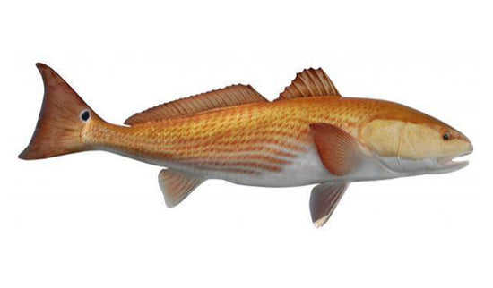 36-INCH REDFISH