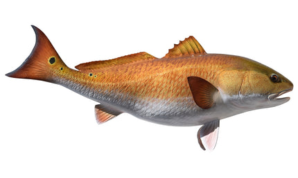 37-INCH REDFISH