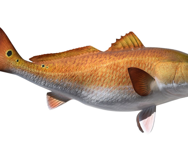 North Carolina Red Drum Bait And Tackle Red Drum Tournament North