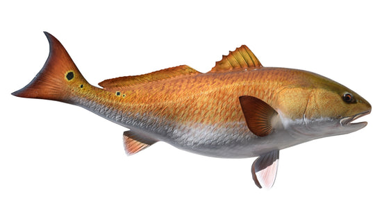 37-INCH REDFISH