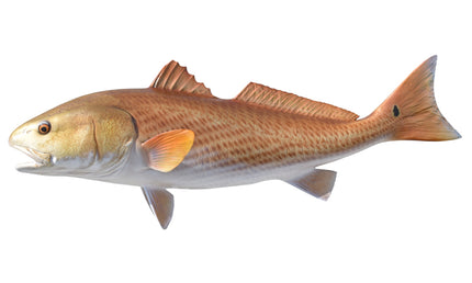 38-INCH REDFISH (L-2)