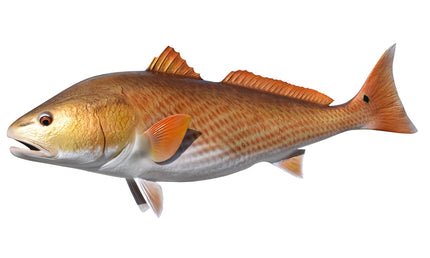 39-INCH REDFISH