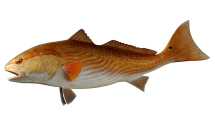 40-INCH REDFISH (L)