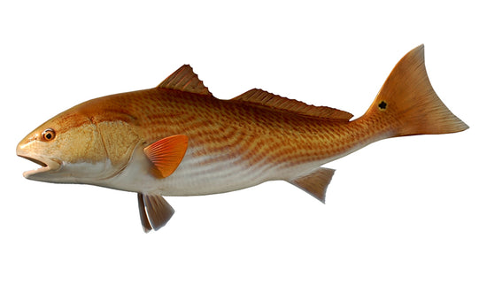 40-INCH REDFISH (L)