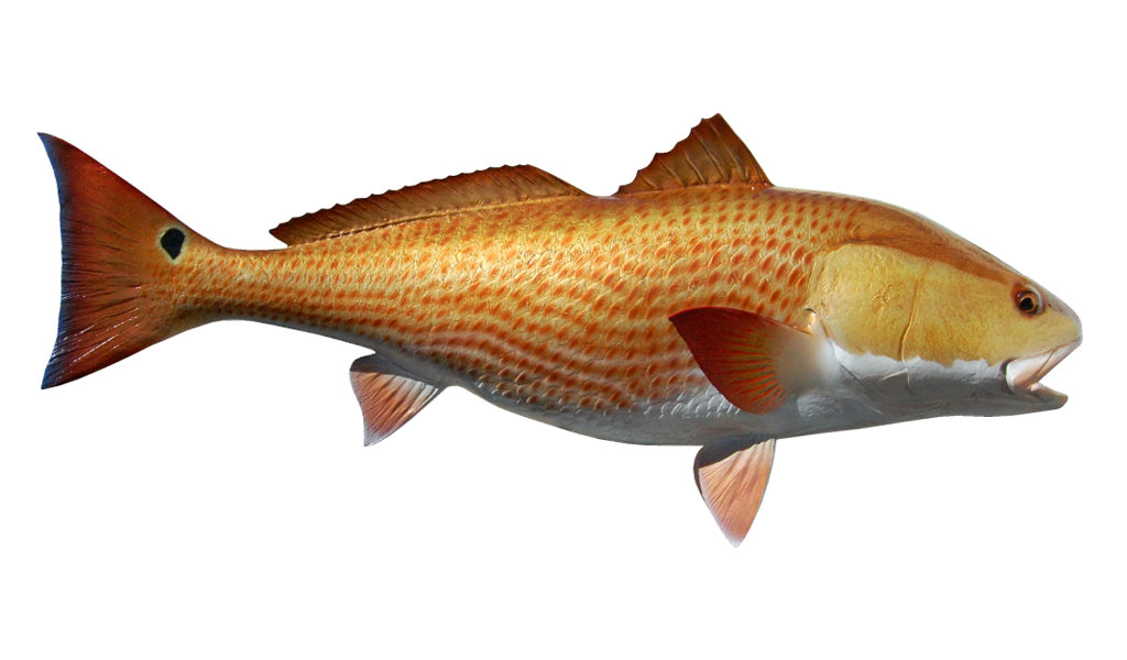 40-Inch Redfish (R) Fish Mount