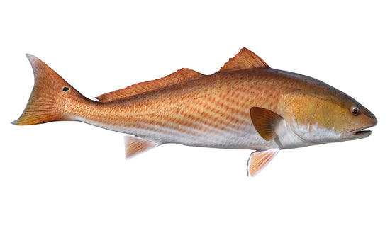 43-INCH REDFISH