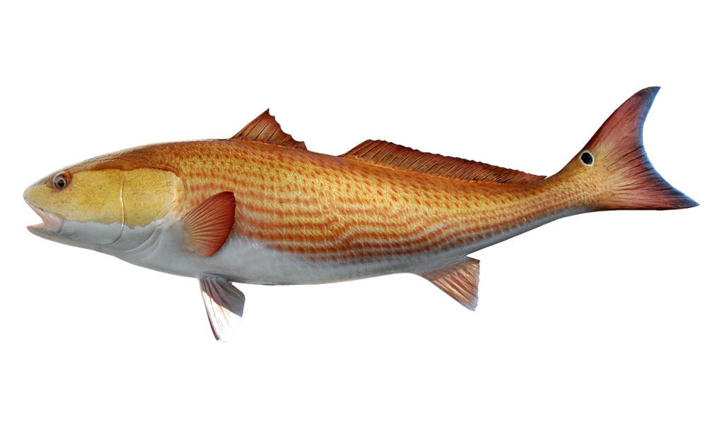 Ct 46 Inch Fish 46-Inch Redfish Fish Mount | King Sailfish Mounts