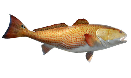 48-INCH REDFISH