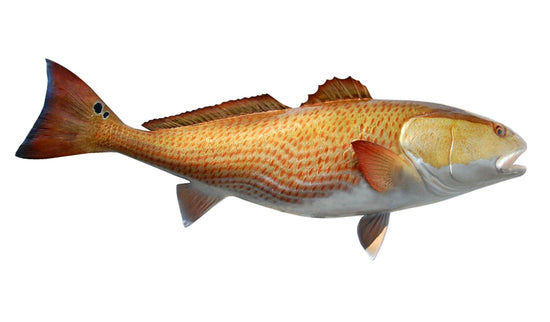 48-INCH REDFISH