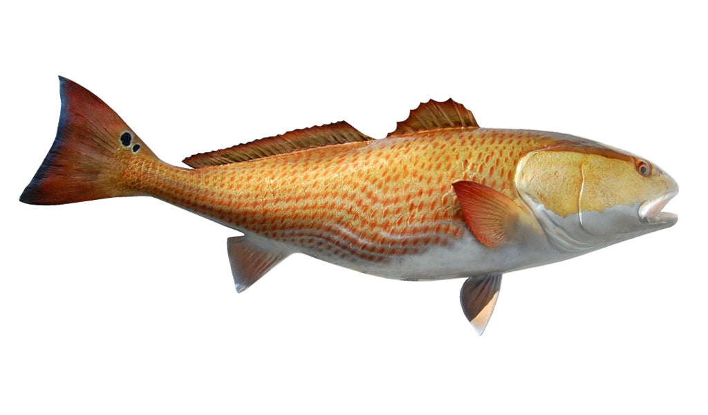 48 Inch Fish 48-Inch Redfish Fish Mount | King Sailfish Mounts
