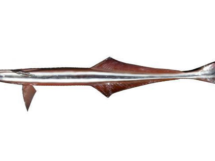 Collection image for: REMORA, BAITFISH