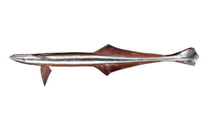 8-INCH REMORA BAITFISH MOUNT