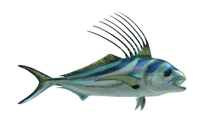 37-INCH ROOSTERFISH