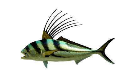 43-INCH ROOSTERFISH