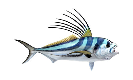 53-INCH ROOSTERFISH