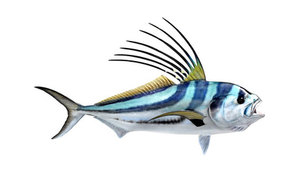 53-INCH ROOSTERFISH