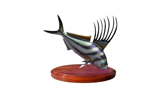 16-INCH ROOSTERFISH TROPHY