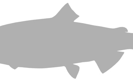 41-INCH KING SALMON BLANK, STANDARD