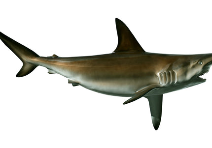 Collection image for: SHARK, SANDBAR