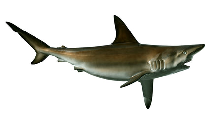 87-INCH SANDBAR SHARK