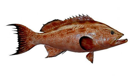 30-INCH SCAMP GROUPER