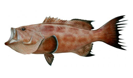 37-INCH SCAMP GROUPER