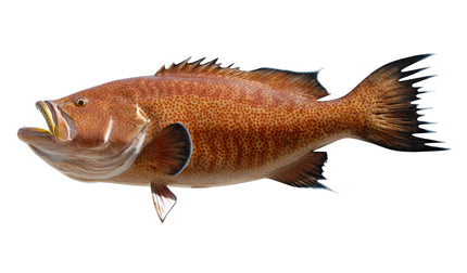 40-INCH SCAMP GROUPER