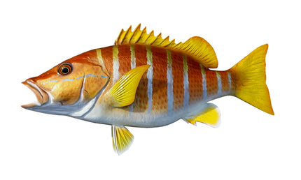 22-INCH SCHOOLMASTER SNAPPER