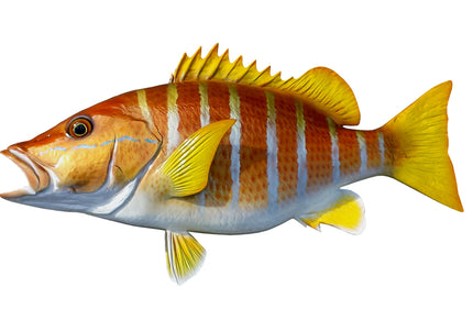 Collection image for: SNAPPER, SCHOOLMASTER