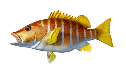 22-INCH SCHOOLMASTER SNAPPER