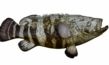 75-INCH JEWFISH