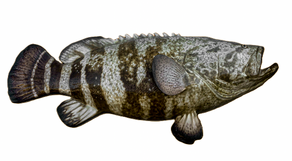 75-INCH JEWFISH