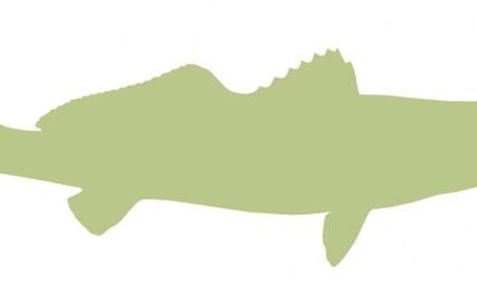28-INCH SEATROUT BLANK, ECONOMICAL